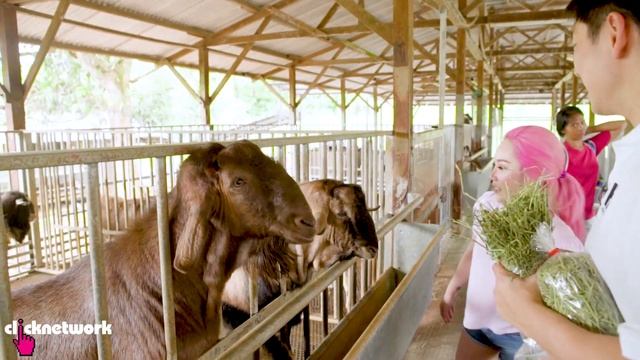 Goat Farming in Urban Singapore? - Xiaxue's Guide To Life: EP207 смотреть онлайн
