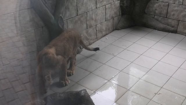 Обновляется открытый вольер львятам и они The Open Enclosure For Lion Cubs Is Being Updated Cleanin