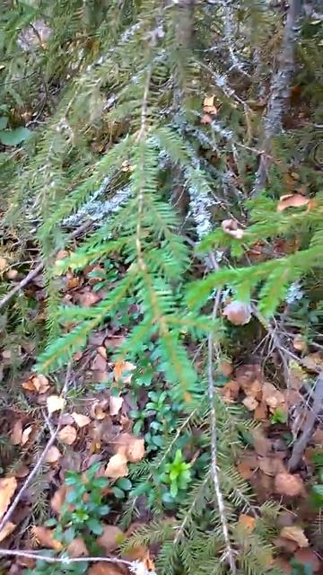 Огромная змея в лесу! Ужас! ШОК смотреть онлайн