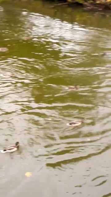 Утки. Каждый старается прикормить кусочком хлеба... #shorts #утка #река #природа #осень смотреть онлайн