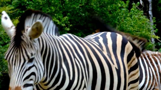 Lavando animais sujos de lama, animais de brinquedo, dinossauro de plástico, animais coloridos смотреть онлайн