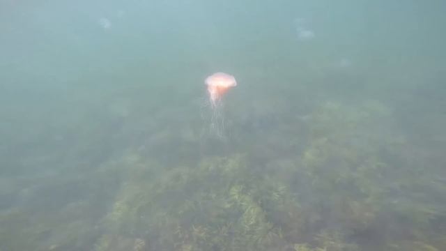 Cyanea capillata смотреть онлайн