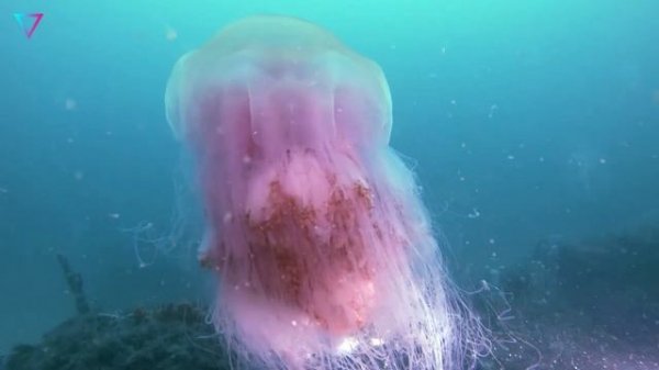 ▽ Cамые необычные медузы