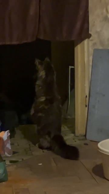 Кошка встала на задние лапы, как суслик смотреть онлайн
