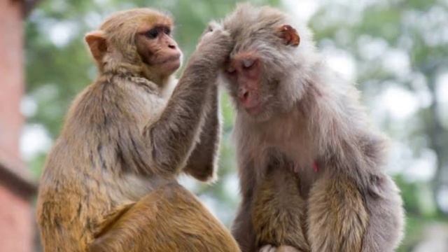 Monkeys🐒 || Zoologist || Study Animals смотреть онлайн