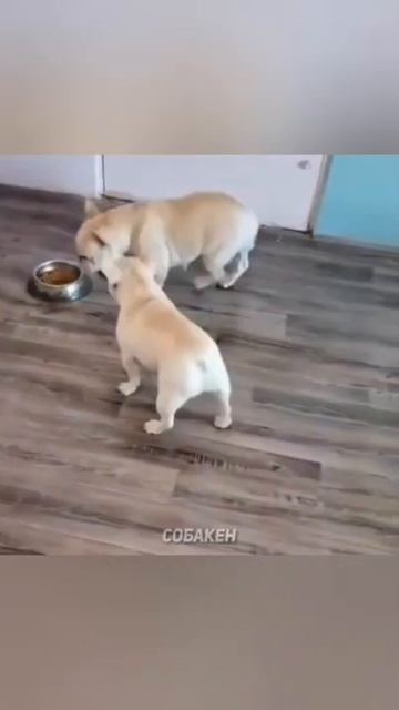 Забавные животные#shorts #животные смотреть онлайн