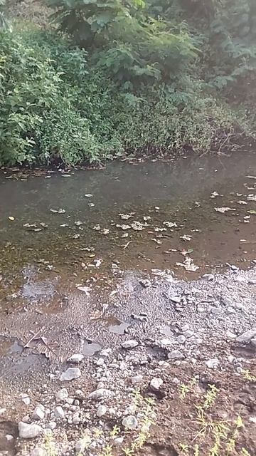 SlowMo of the Amazing Basiliscus Lizard Crossing the River смотреть онлайн