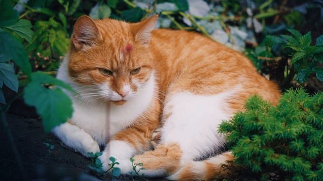 Красивые кошки | beautiful cats & Antonio Vivaldi (classical music) смотреть онлайн