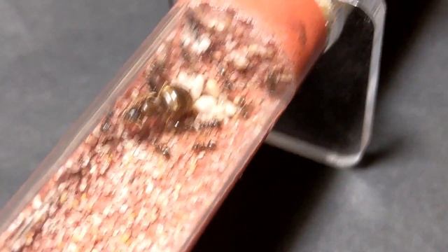 Lasius paralienus FOURMISHOME смотреть онлайн