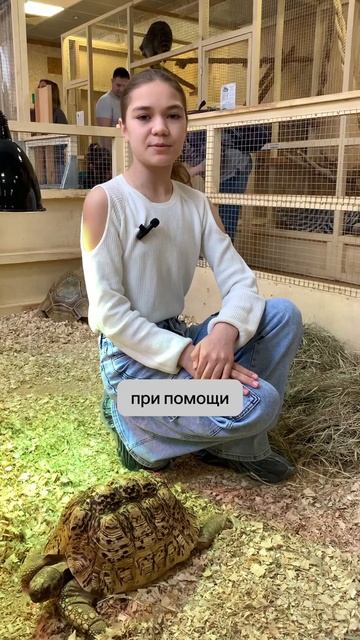 Черепахи смотреть онлайн