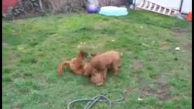 Dingo makes a friend смотреть онлайн