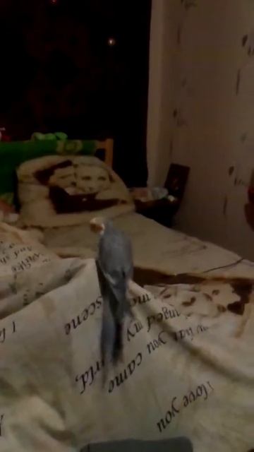 Говорящий попугай карелла смотреть онлайн