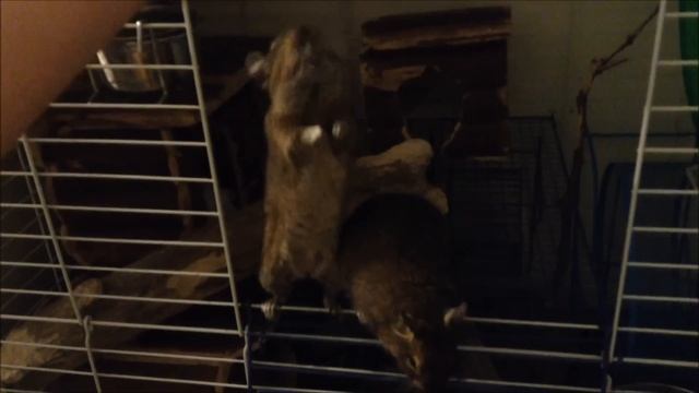 Best degu compilation 2 смотреть онлайн