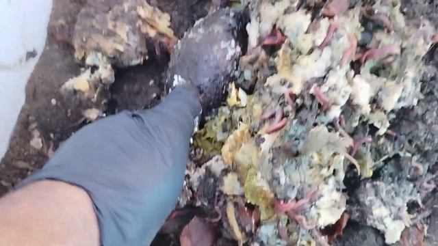 Eisenia Andrei-Red Worm! Nature Way Of Worms Eating Browns and Carbon! смотреть онлайн