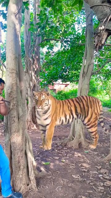 Tiger attack Man in forest 🐅#viralshort #shortsviral #shortsfeed смотреть онлайн