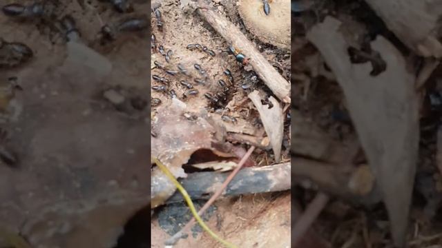 Black termite the most aggressive in the world смотреть онлайн