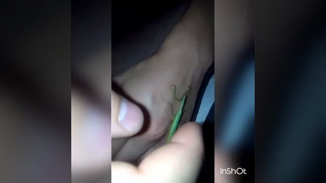 богомол дома смотреть онлайн