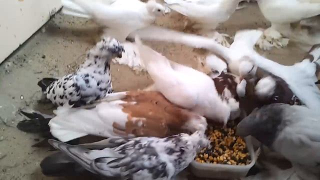 Голуби Сидорова Максима Сочи смотреть онлайн