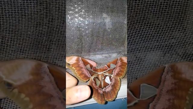 Rothschildia speculifer rubra смотреть онлайн