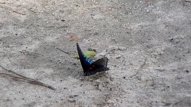The Red Spotted Purple; The Great Pretender смотреть онлайн