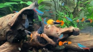 Апистограммы Рамирези Черный Принц