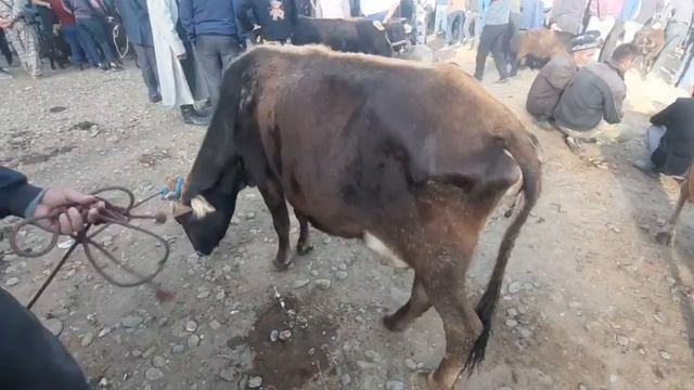 Молбозори панчакент дехаи рукнобод 07 09 2022 🤣🤣🤣