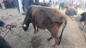 Молбозори панчакент дехаи рукнобод 07 09 2022 🤣🤣🤣