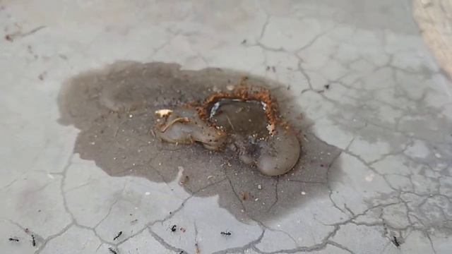 Ant War: Lepisiota Frauenfeldi vs Monomorium Destructor смотреть онлайн