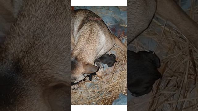 Dog giving birth another mother I hope my house 🏠 will have a great time after puppies growing up смотреть онлайн