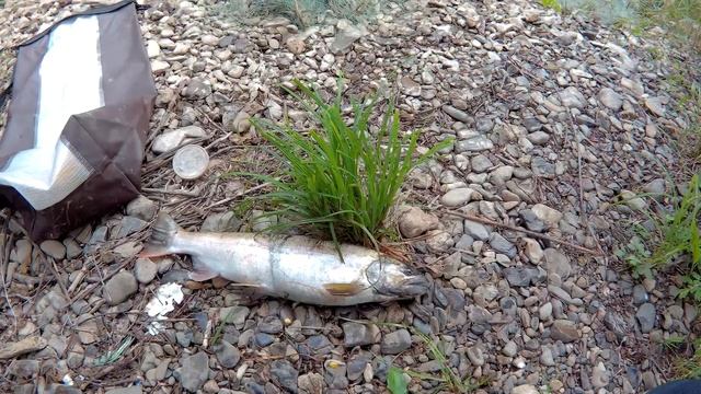 Первая Сима. 27.08.17г. смотреть онлайн