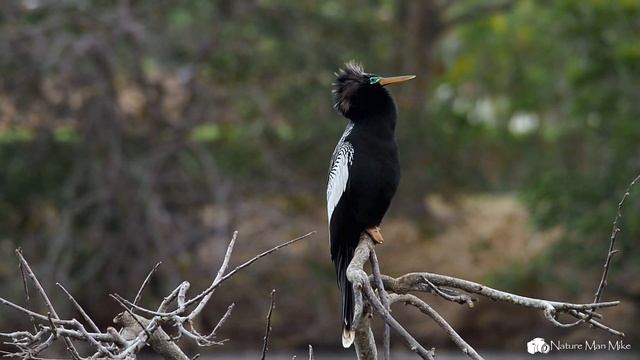Birding In Florida at Wakodahatchee Wetlands смотреть онлайн