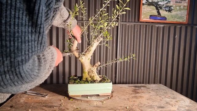 Small olive Carving video, Aussie Bonsai Bloke смотреть онлайн