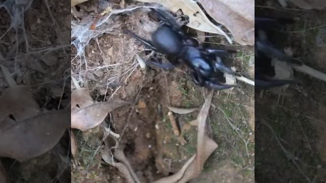 Funnel-Web Spider. смотреть онлайн