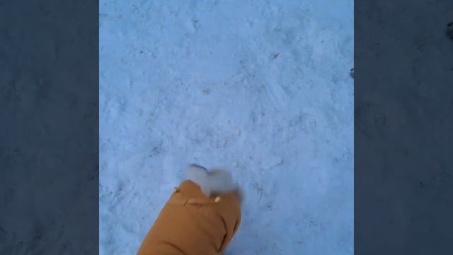 Совместная прогулка Заи, Бэль и Сонечки, 2 февраля 2024 г. смотреть онлайн