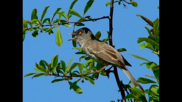 Sylvia nisoria смотреть онлайн