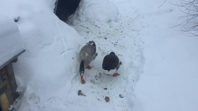 На работе куропатки. Дома Стешка и Стёпка. 24.02.2021. смотреть онлайн