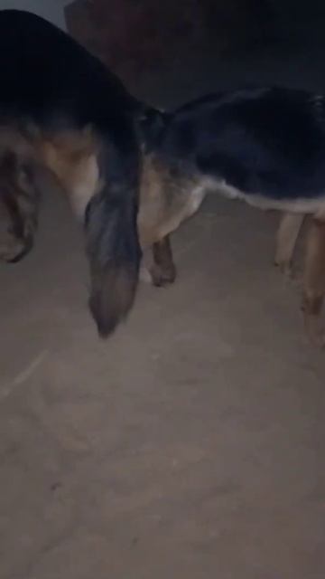 German shephard mating successful at our farm and Lebrador mating смотреть онлайн