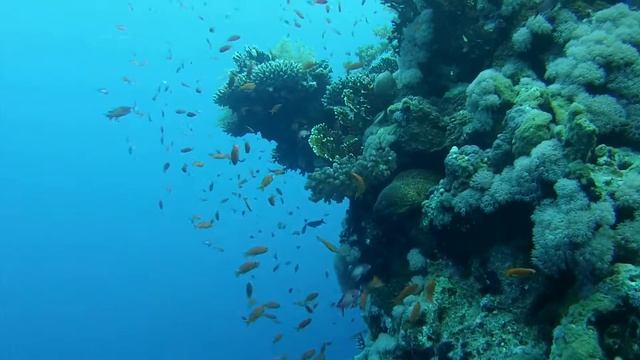 СЕЛФИ С МУРЕНОЙ!!! смотреть онлайн