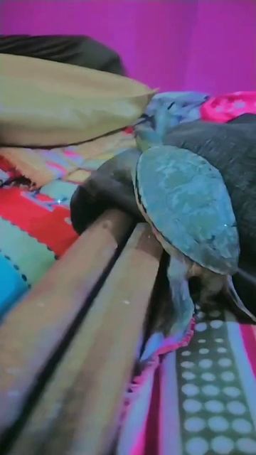 turtle trying to going to bed . смотреть онлайн