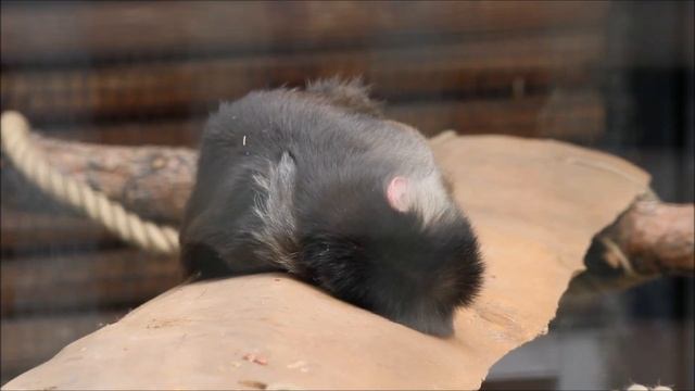 Обыкновенный капуцин отдыхает 24.06.2024. Красноярск "Роев ручей" смотреть онлайн