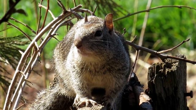 Rupert, our newest resident смотреть онлайн