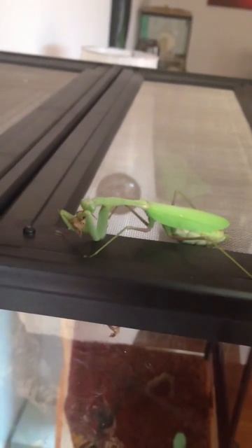 hierodula membranacea eats cricket смотреть онлайн