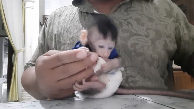The reason why we must C-U-T the baby monkey nails смотреть онлайн