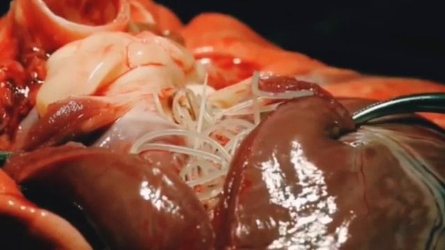Parasite Roundworm | Heartworm (Dirofilaria immtis) | Dog🐶 | Cat🐱 | смотреть онлайн