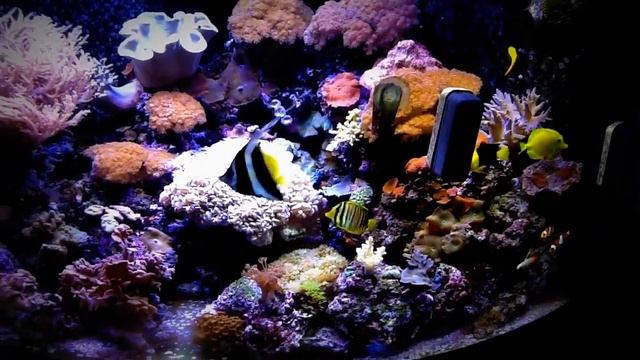 Reef Tank Juwel Trigon 350 l .1. смотреть онлайн