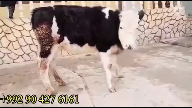 ГНОҶИН ФАРВАН ФРУҲТА МЕШАВА 24 января 2023 г. смотреть онлайн