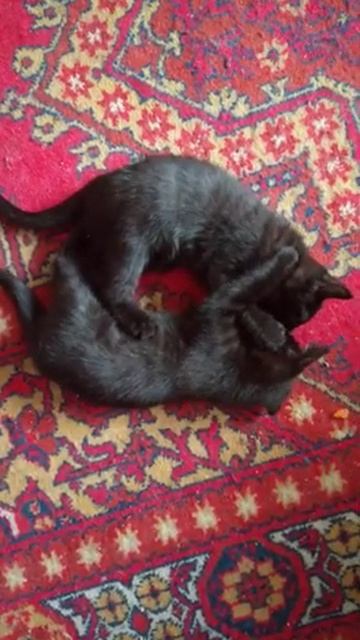 Котята смотреть онлайн