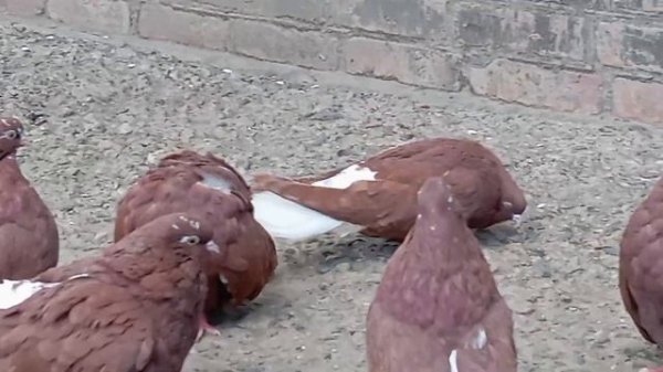 Мелитопольские голуби. Просмотр породистых...