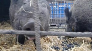 Кабан Фунтик. Долгожданное  видео.