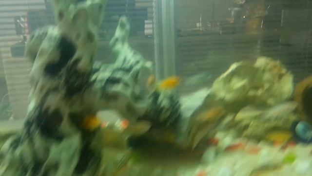 Malawi Mbuna Akvaryum - Sarı Prenses, Mavi Prenses, Beyaz Prenses, Yunus, Aurutus, Neon Spot смотреть онлайн